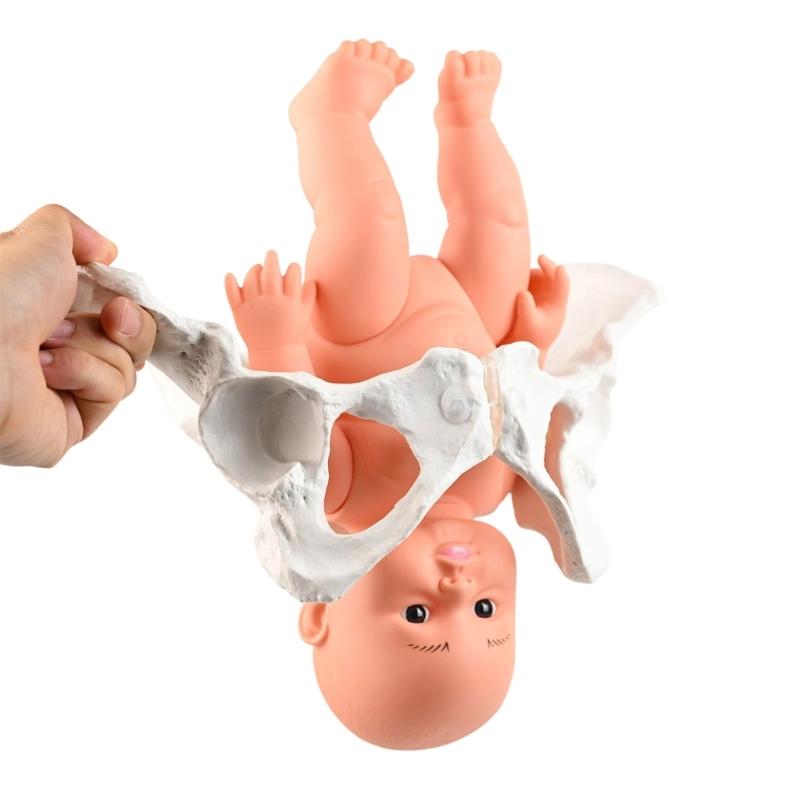 Модель женского таза человека с моделью скелета женского таза ребенка, акушерское учебное пособие для научного образования