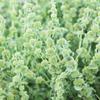 200 White Horehound Seeds (Marrubium Vulgare) - Reproducible Unprocessed