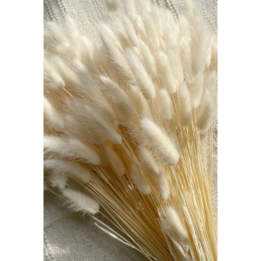 Натуральная сушеная хлопчатник, кроличий хвост, свадебный букет, композиция из цветов лагуруса, 30 веток