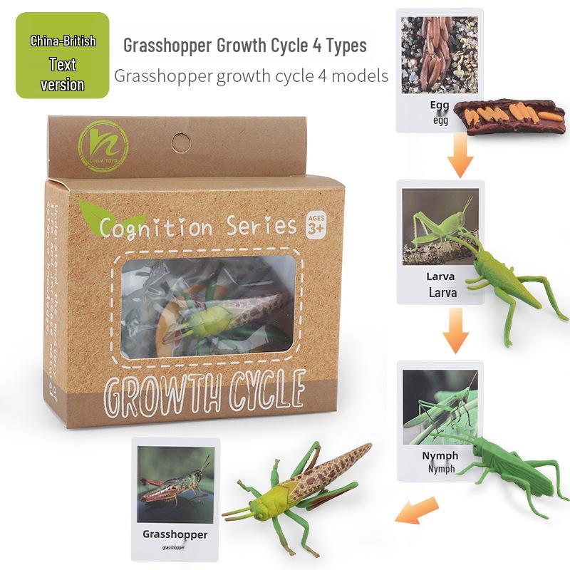 Montessori Animal & Plant Growth Cycle Teaching Toys for Kids