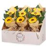 2x Soap Flower – Two Sunflower Bouquet