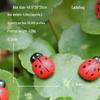 Seven-spot Ladybug