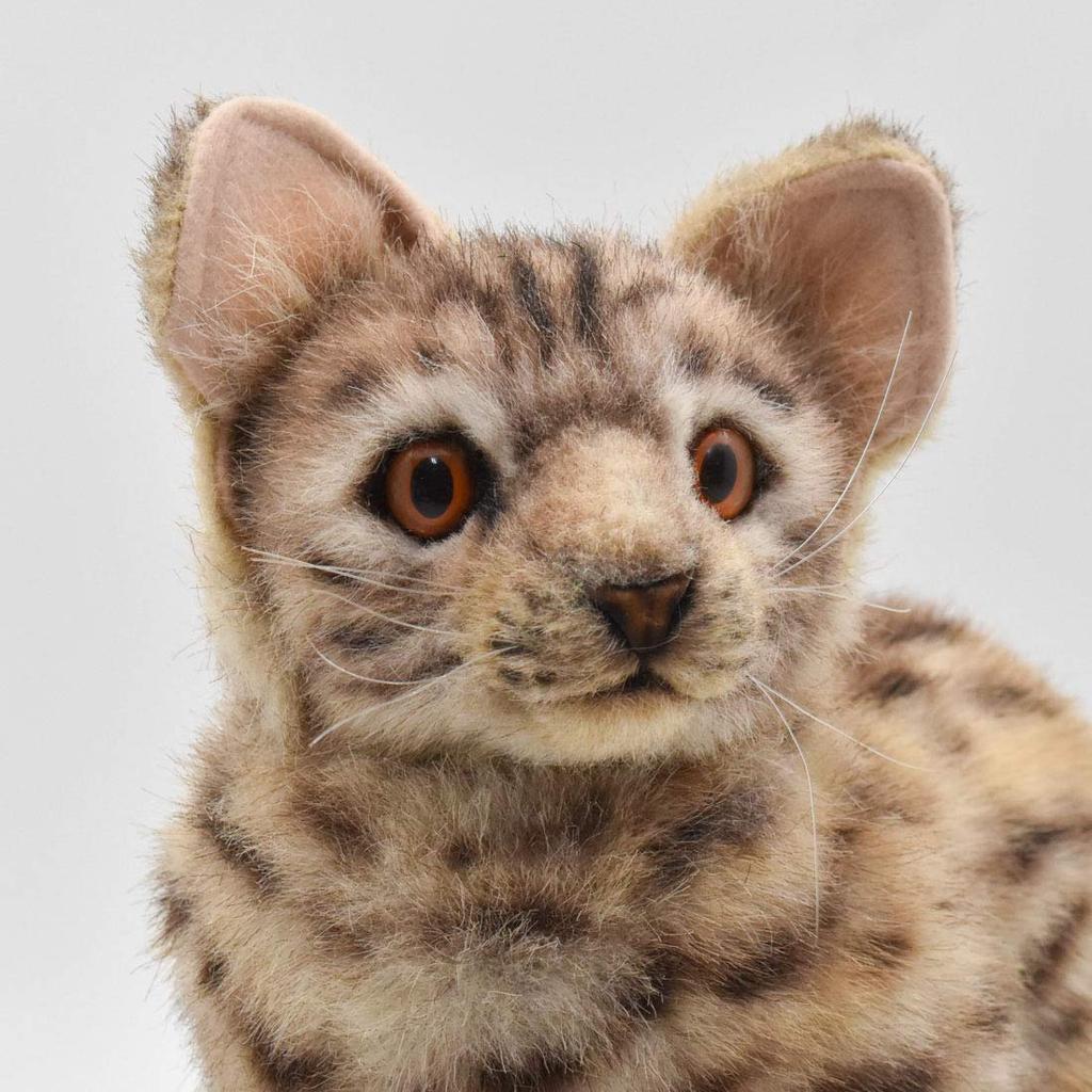 BH7844 HANSA Бенгальская кошка 35