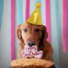 Decorative Dog Sparkling Hat Adjustable Cat Headgear Pets Accessories Cat Sequin Cap  For Dogs Cats