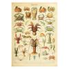 Vegetable Fruit Mushroom Animal Retro Poster Botanical Picture Science Prints On Canvas Home Bar Cafe Decor Art Wall Painting