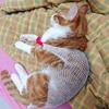 Breathable Pet Protection Cover Elastic Knee Paw Net Sleeve  Wound Recovery