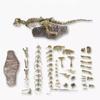Dinosaur Fossil Toys T Rex Skeleton Model Kit for Kids INS Popular Realistic Educational Building Set Home Desk Decor Gift