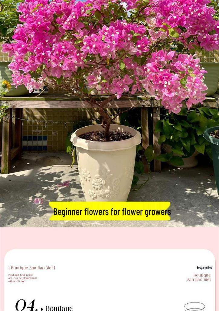 Large Bougainvillea Climbing Plant with Flowers - Indoor/Outdoor Greenery for Balcony and Courtyard