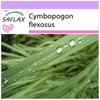 Лемонграсс - 50 семян - Cymbopogon flexosus