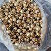 Bleached Dyed Floral Art Material - Loose Dried Pistil Flowers, Cross Fruit Plant, 1 kg