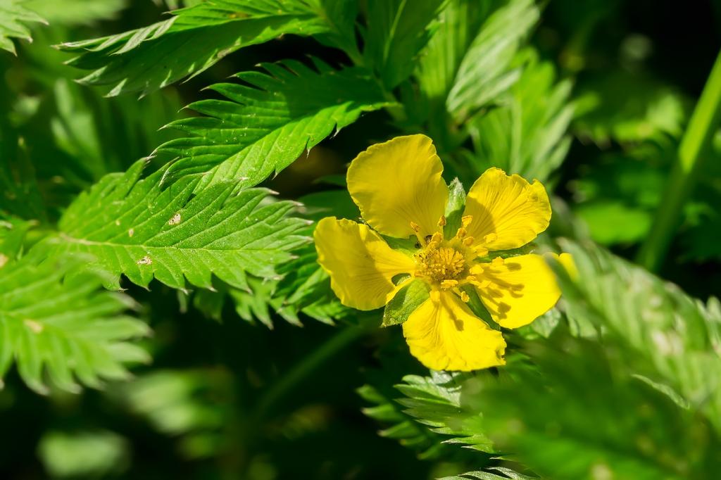 SAFLAX Garden in the Bag - Лапчатка гусиная - 20 семян - С субстратом в подходящем пакете-стойке - Лапчатка гусиная