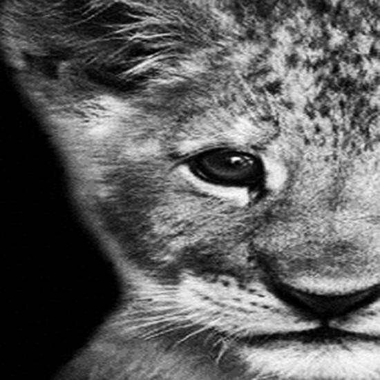 RUOPOTY Картина по номерам Слон, акрил на холсте, уникальный подарок, картина по номерам, лев, животное, украшение для дома