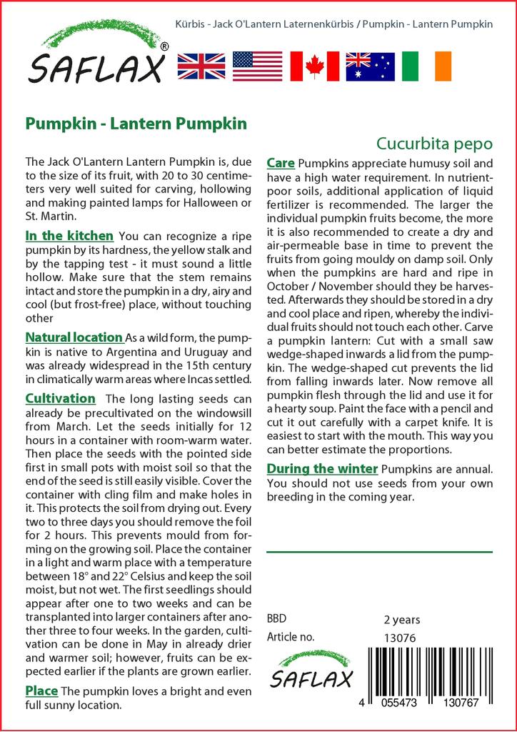 SAFLAX Тыква - Тыква-фонарь - 10 семян - Cucurbita pepo