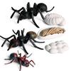 Realistic Ant Growth Cycle Figurine Set Kids Simulated Animal Educational Toys