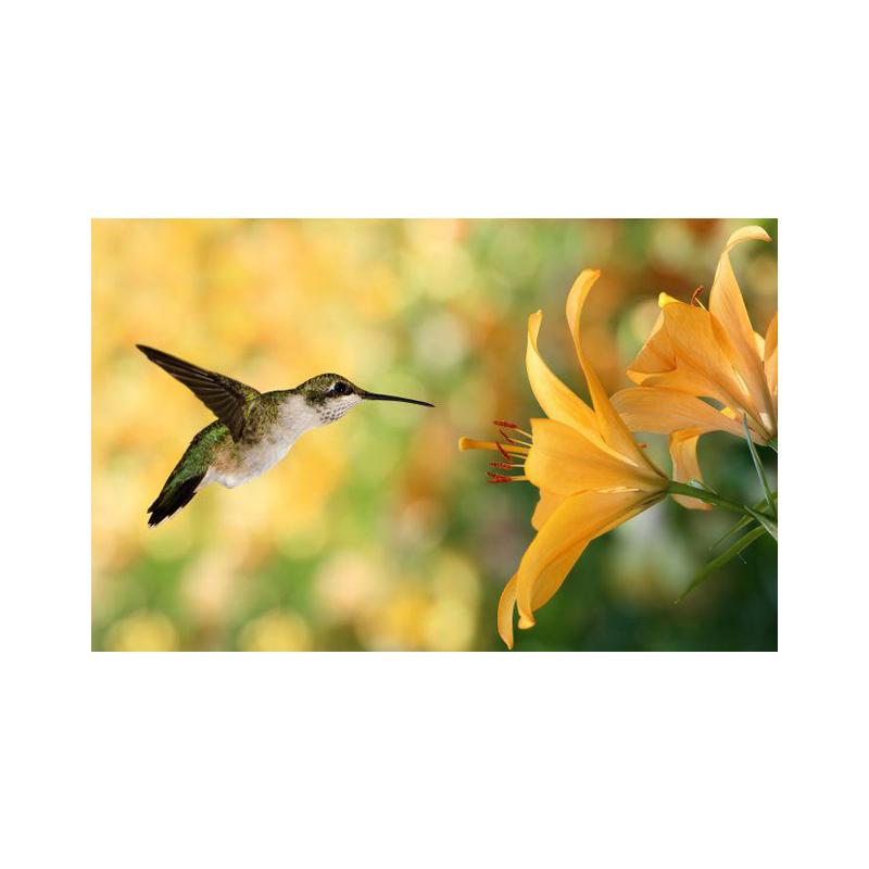 Плакаты и принты с колибри, картина на холсте, птицы, животные, куадрос, настенные художественные картины для гостиной, современный домашний декор, без рамки