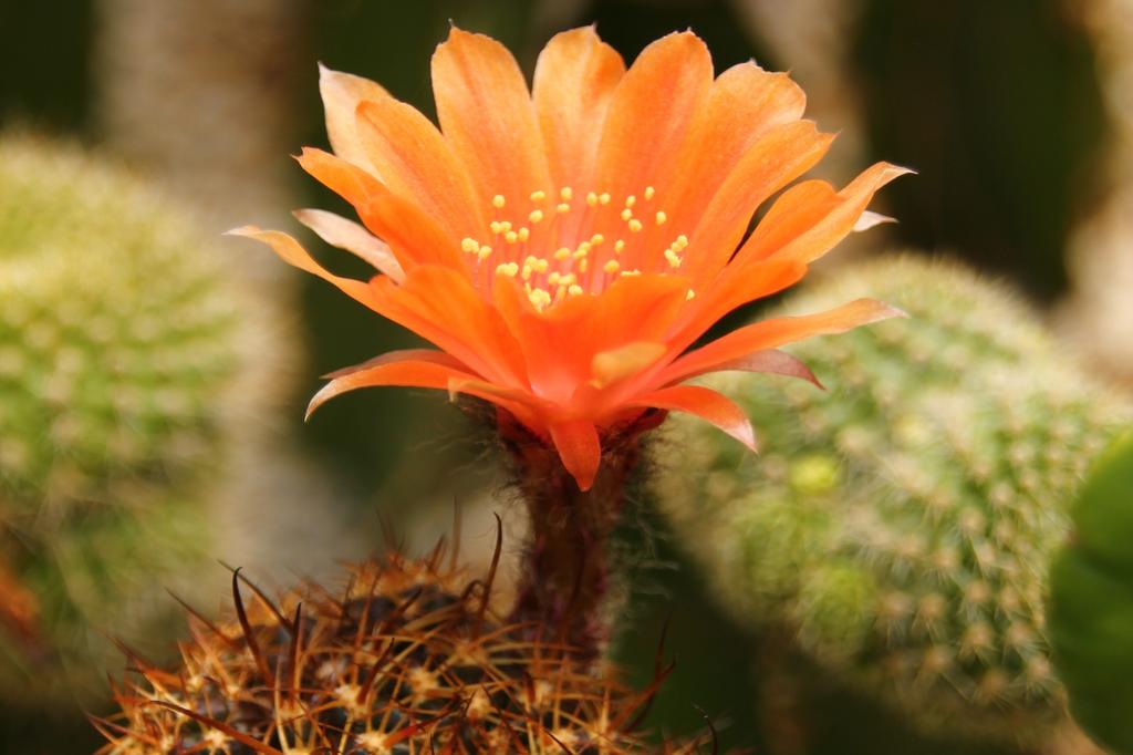 SAFLAX Ребутия - 40 семян - С горшечным субстратом для лучшего выращивания - Ребутия Микс