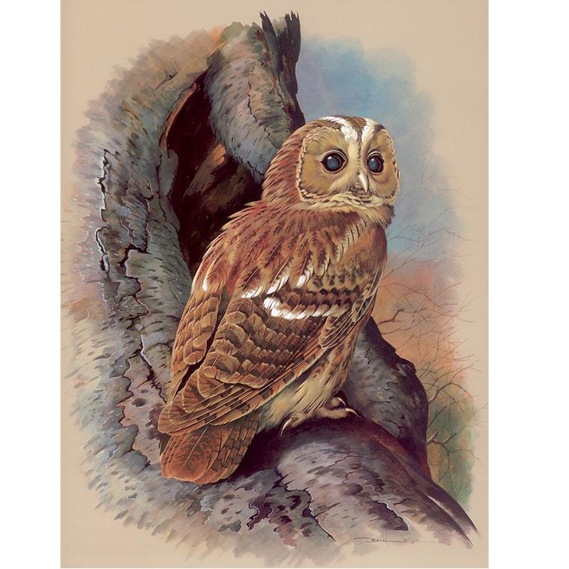 DIY Сова 5D алмазная живопись полная круглая дрель вышивка крестиком мультфильм животных Алмазная вышивка Стразы Мозаика домашний декор