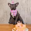Cute Pet Birthday Caps Adjustable Cat Triangle Scarf Dog Dress Up Dog Birthday Bib  for Dogs Cats
