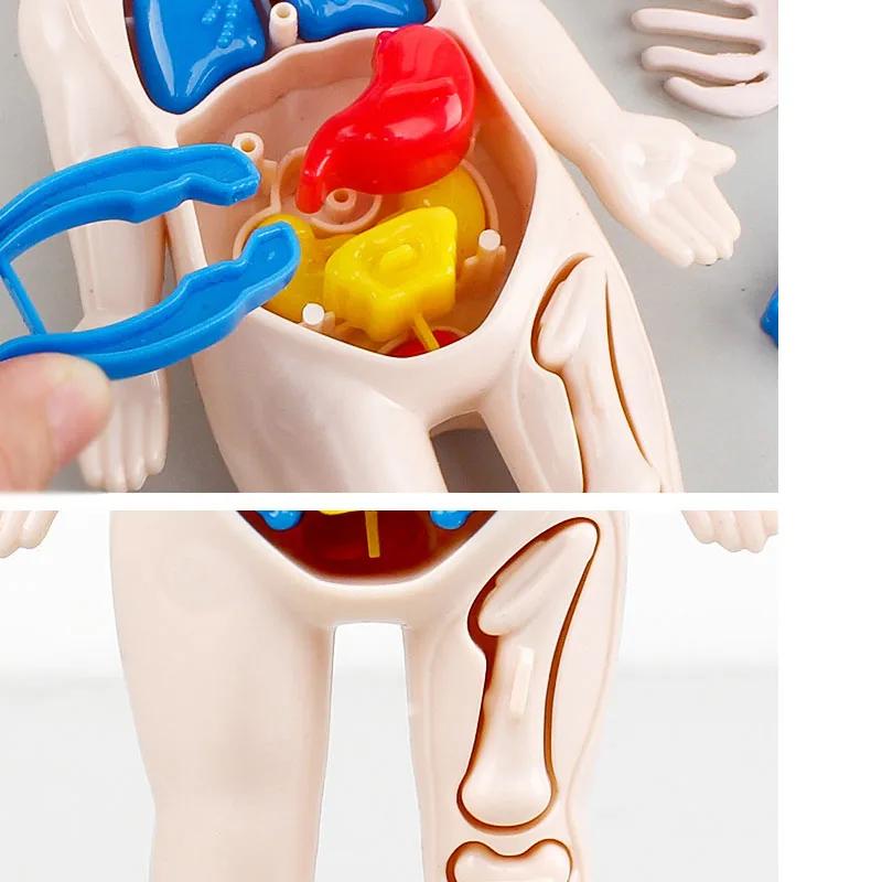 Non-Toxic Montessori Toys Children Science Education Human Body Organ Anatomy Model Diy Assembled Medical Toys Teaching Tools Child Kids