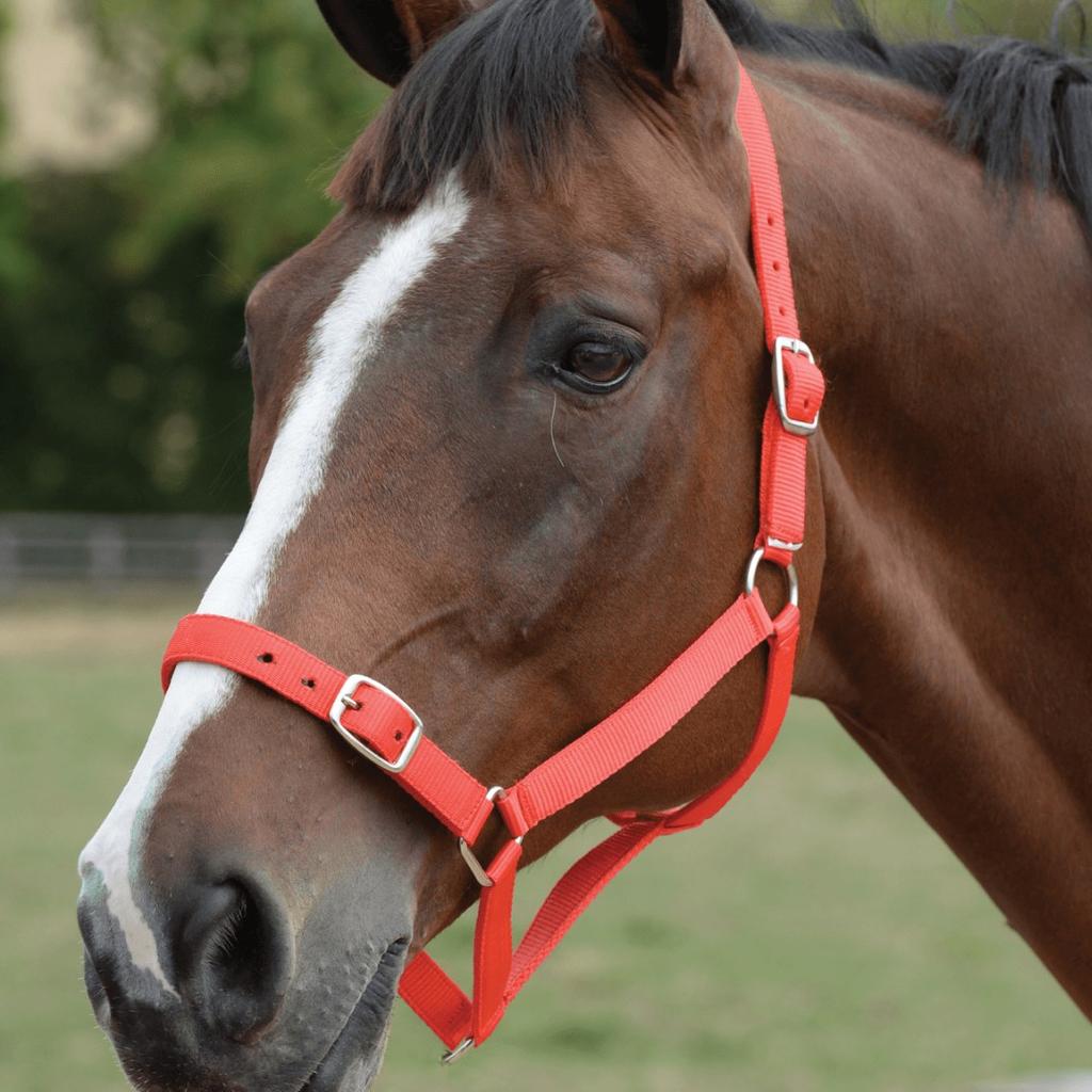 Roma Horse Headcollar And Leadrope