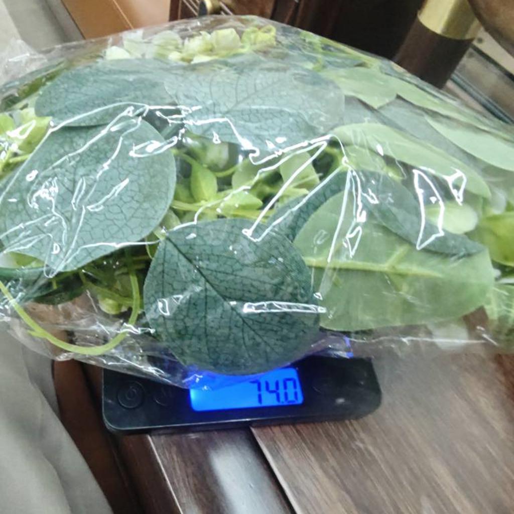 180 см Рождественский ротанг, полный листьев, растение, ротанг