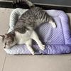 Breathable Pet Double-Sided Sleeping Mat Non-slip Dog Bed Cute Dog Kennel  for Cats and Dogs