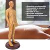 50cm / 19.7in Brass Color Acupuncture Body Model Clear Meridians Acupuncture Model