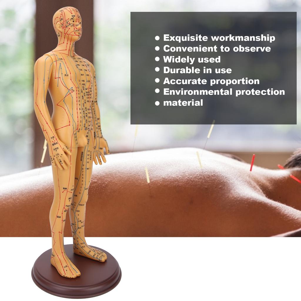 50cm / 19.7in Brass Color Acupuncture Body Model Clear Meridians Acupuncture Model