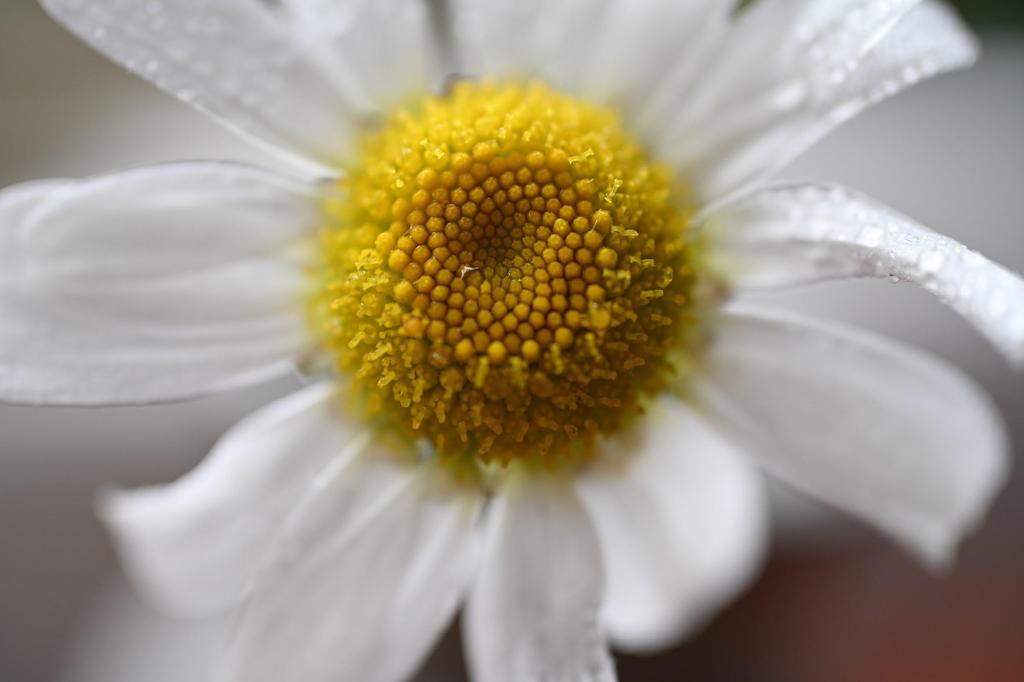 Nikon NIKKOR Z DX MC 35mm Micro Lens for Mirrorless Cameras F/1.7 APS-C