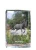 Mustang – Crystal with a Picture of a Horse, Photo In Glass |