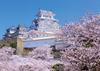 Yanoman [Made In Japan] 500-Piece Jigsaw Puzzle: Himeji Castle (Hyogo Prefecture) with the Fragrance of Cherry Blossoms (38x53cm) 05-1096, Includes