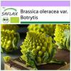 Organic - Цветная капуста - Романеско - 50 семян - Brassica oleracea