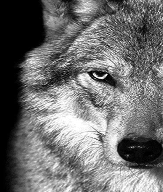 RUOPOTY Картина по номерам Слон, акрил на холсте, уникальный подарок, картина по номерам, лев, животное, украшение для дома