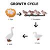 Toys Swan Model Life Cycle Figures Cycle Duck Figurine Growth Cycle Simulation White Goose