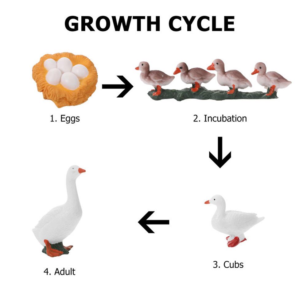 Toys Swan Model Life Cycle Figures Cycle Duck Figurine Growth Cycle Simulation White Goose
