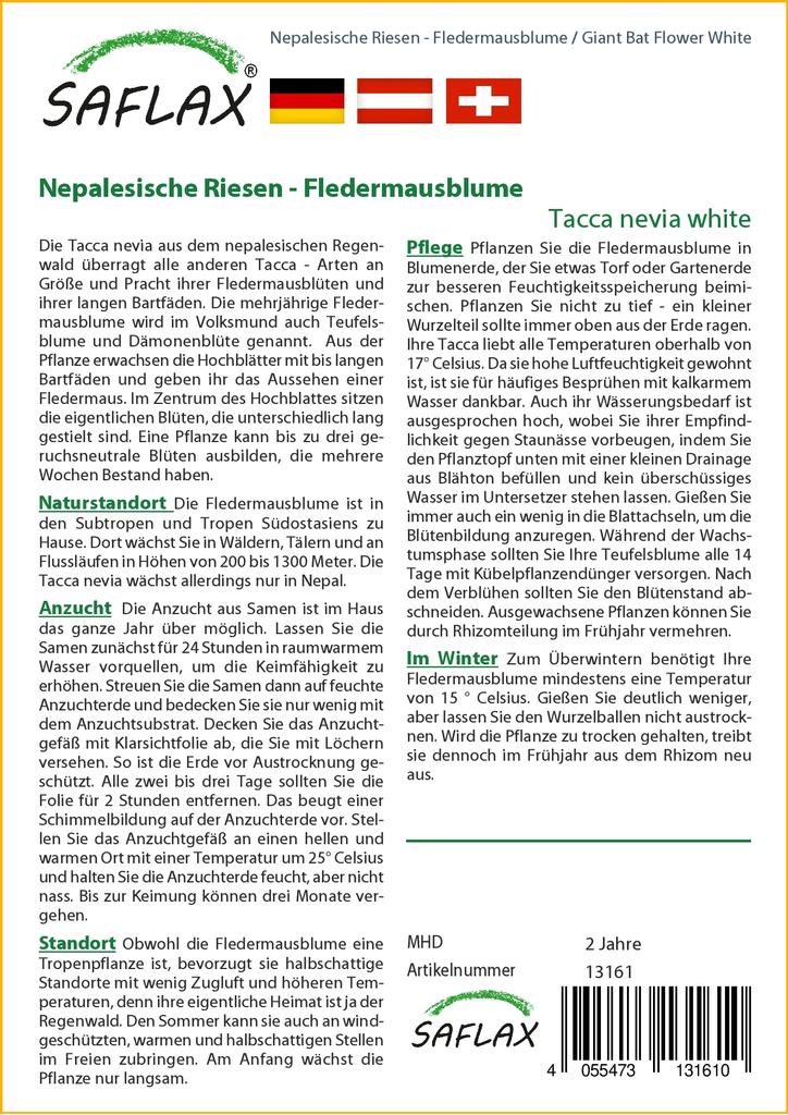 SAFLAX Giant Bat Flower White - 10 семян - Tacca nevia white.