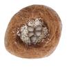 Coconut & Grass Fiber Bird and Small Animal Nest Bedding with Wood Shavings for Zebra Finch and Parrot Breeding