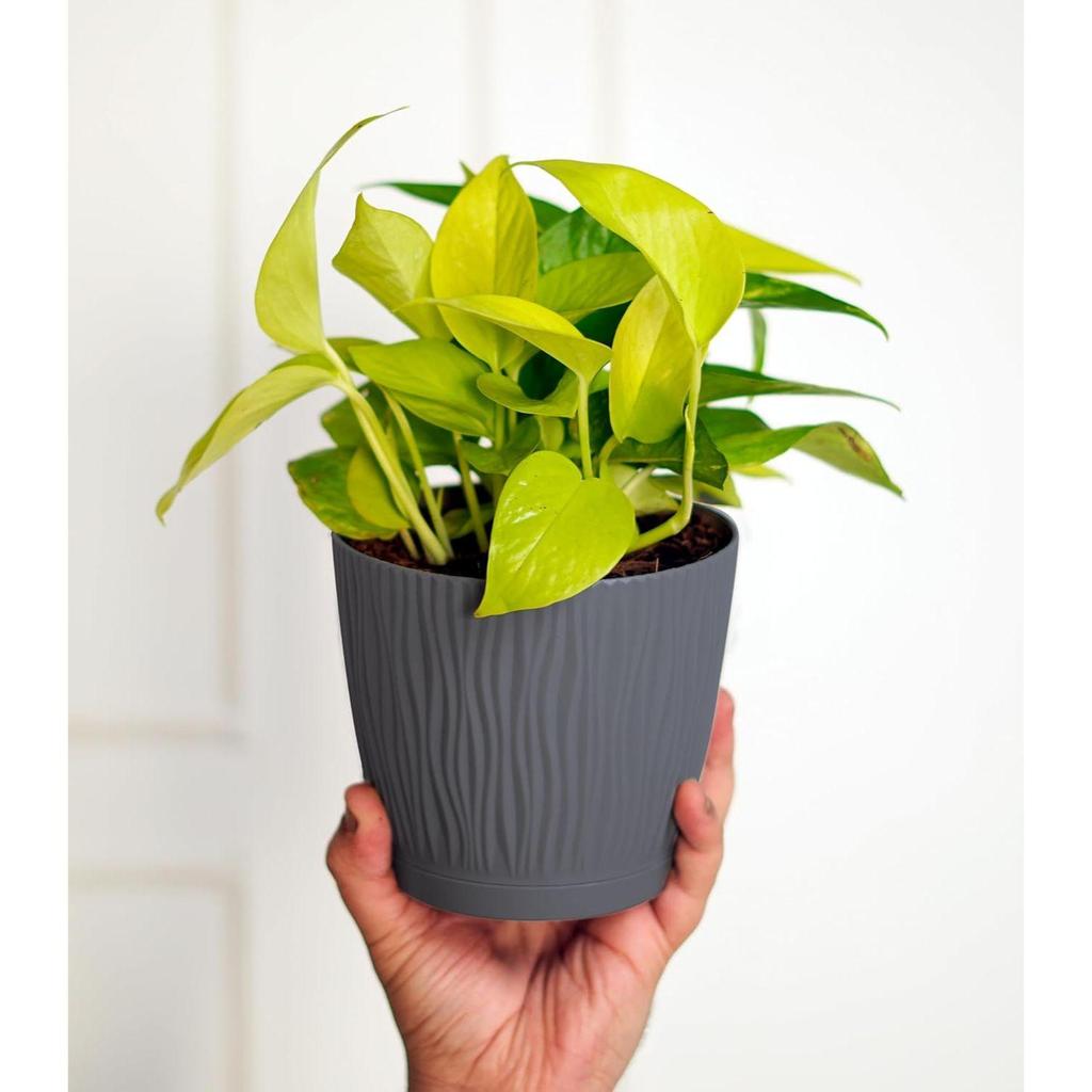 Set of 4 Self Watering Pots for Home, Decor & Garden | Flower Pots, Planters for Indoor Plants | Plastic Pots for Living Room