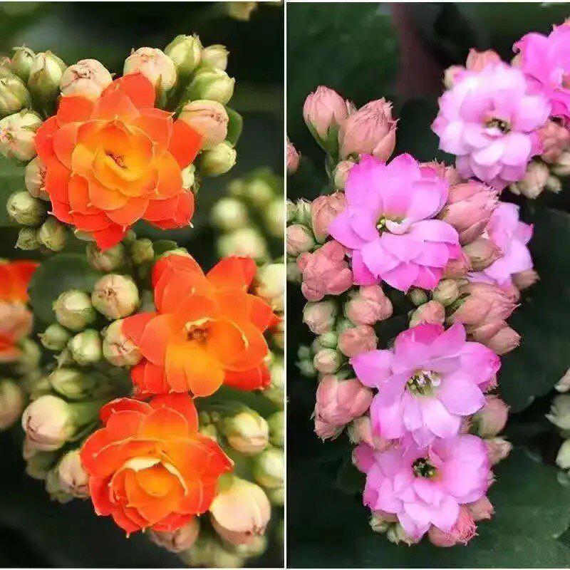 [Kalanchoe Double Petal] Four-Season Blooms Potted Plant for Indoor Balcony with Buds