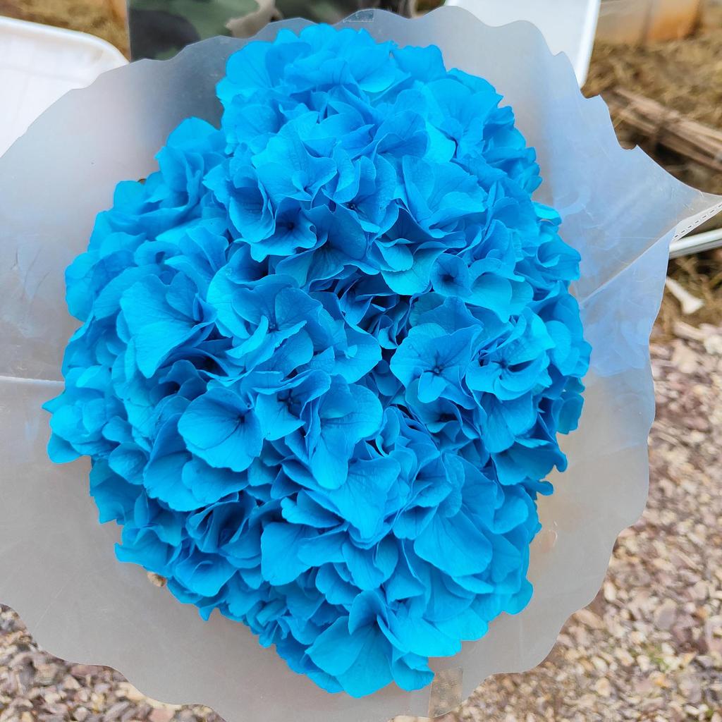 Multi-Color Preserved Bigleaf Hydrangea Single Stem Flower Bouquet for Home Decoration