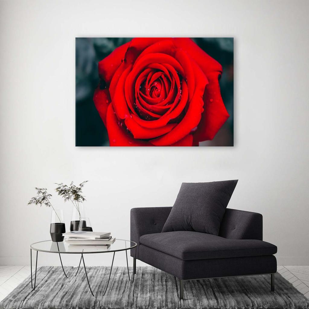 Canvas print, A beautiful red rose
