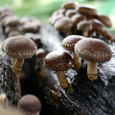 Мицелий шиитаке - Набор для выращивания грибов - Выращивание спор грибов