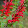 100 Scarlet Red Sage Seeds (Salvia Coccinea Scarlet) Perennial