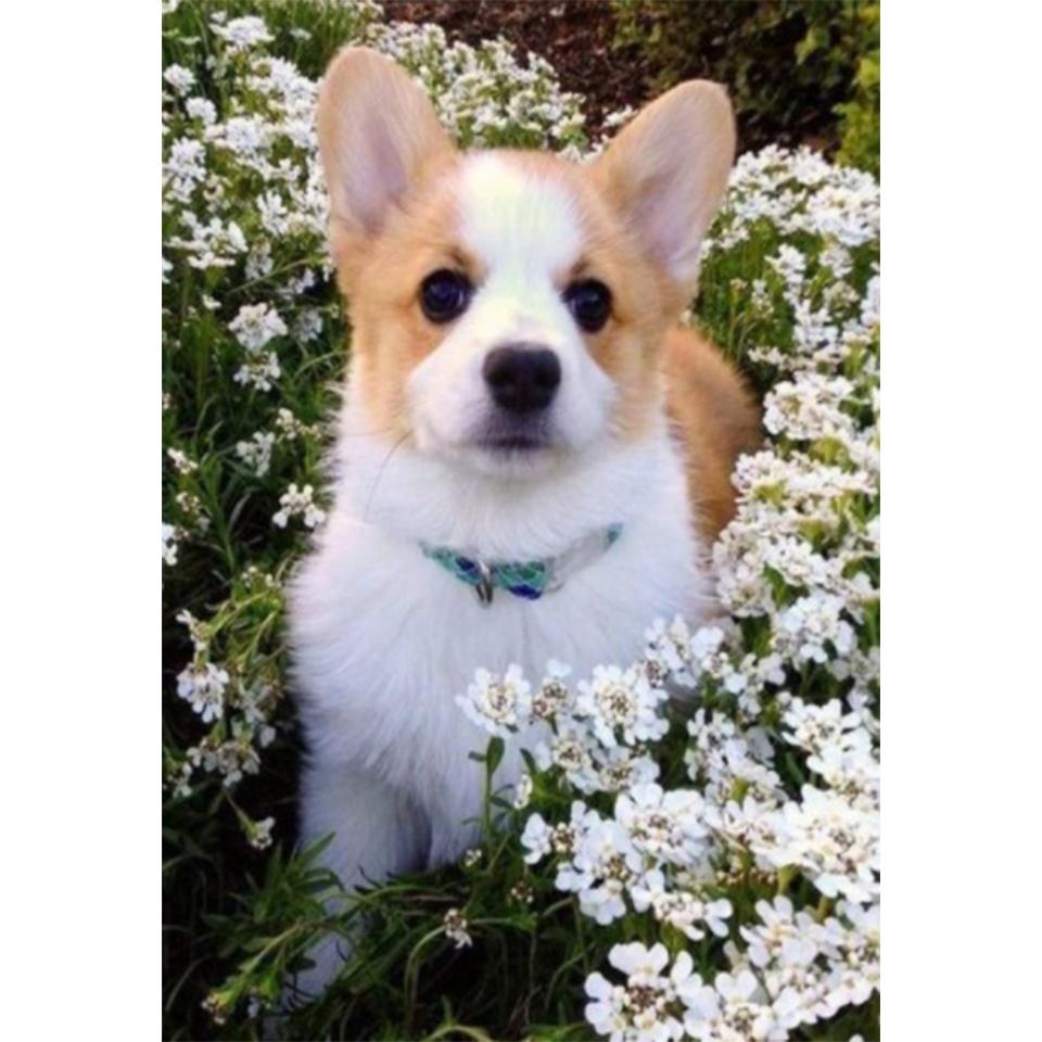 5D DIY алмазная живопись животное собака набор для вышивки крестом полная Алмазная вышивка горный хрусталь подарок украшение дома мозаика художественная картина