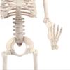 House Decoration Anatomical Toys Halloween Human Skeleton Body Figurine Bone Model Pumpkin Skull
