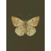 1pcs Frameless Retro Insect Moth,Butterfly,Beetle Plant Sketch Poster Canvas Painting,Living Room Bedroom Artist Home Decoration