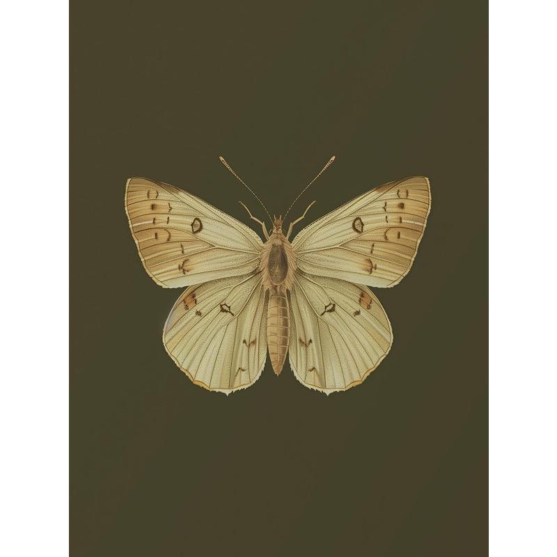 1pcs Frameless Retro Insect Moth,Butterfly,Beetle Plant Sketch Poster Canvas Painting,Living Room Bedroom Artist Home Decoration