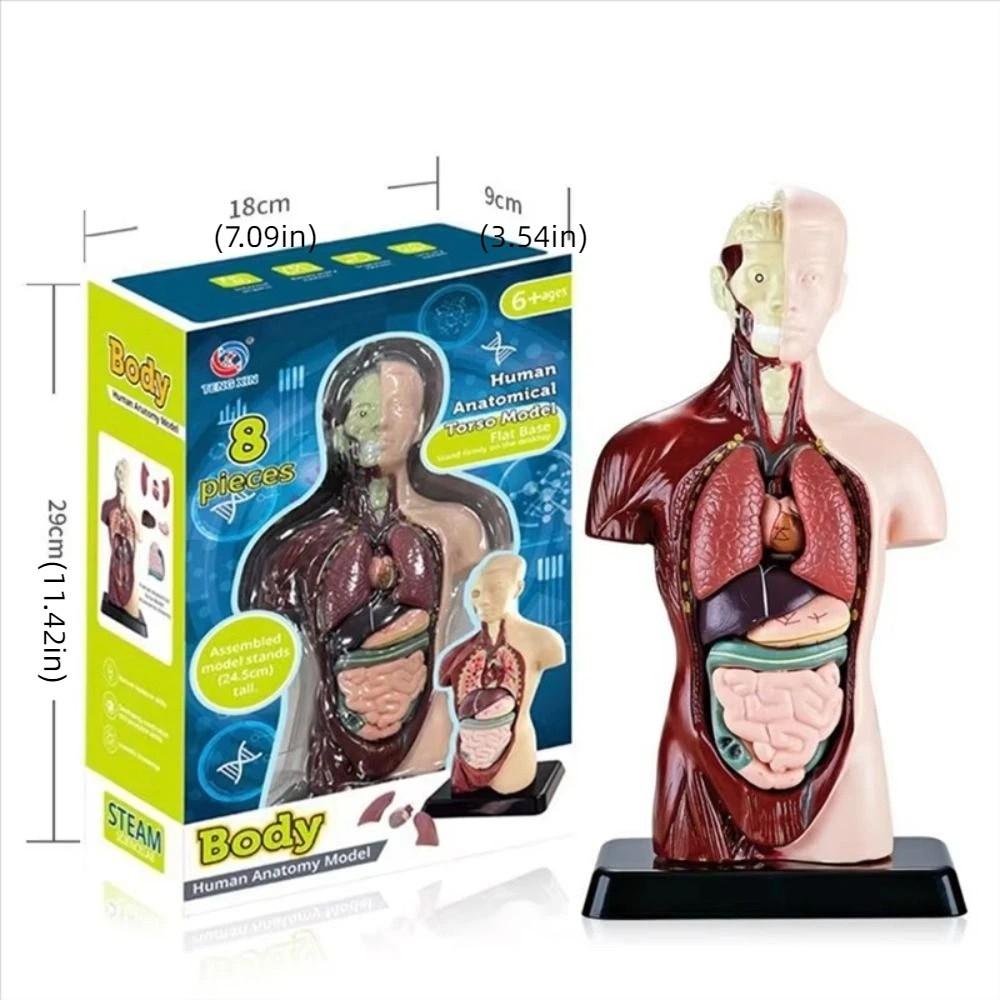 DIY Mannequin Human Torso Anatomy Model Construction Kid Skeleton Model  Birthday Kids Gift