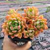 Marcus Mini Multi-Head Succulent Plant Arrangement
