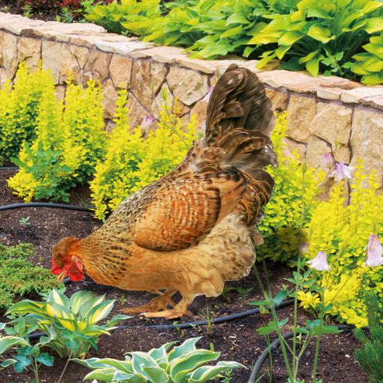 2 шт. курица садовая ставка куриный газон скульптура простая установка ручной работы акриловый куриный садовый орнамент крыльцо лужайка открытый двор декор